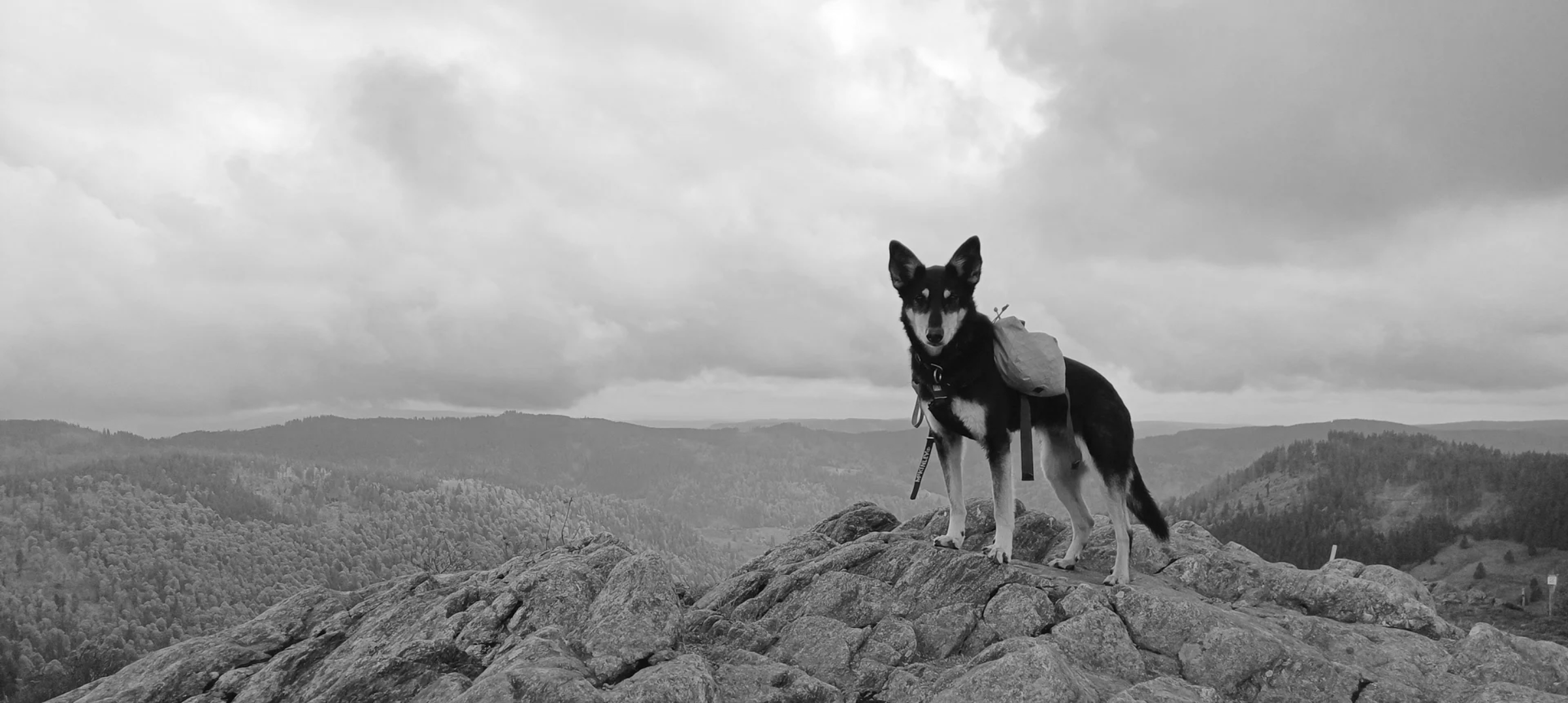 Ihr Zwei - Hundetraining für ein vertrauensvolles Miteinander