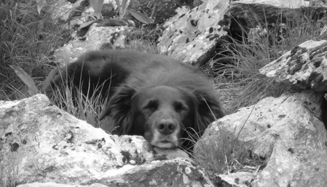 Ihr Zwei - Hundetraining für einen entspannten Alltag